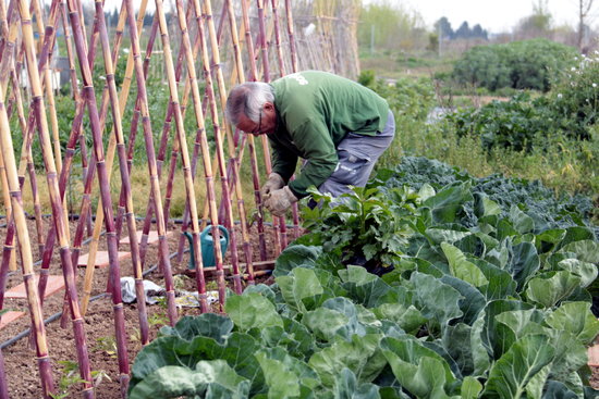 A man in Lleida tends to his vegetable garden (by Salvador Miret)